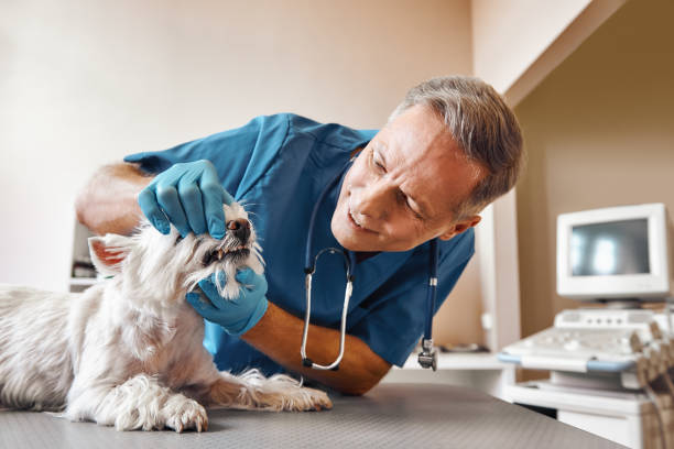Best Emergency Tooth Extraction in Halsey, OR